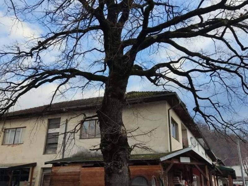 Klišanjski stogodišnjak